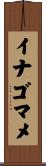 イナゴマメ Scroll