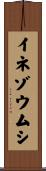 イネゾウムシ Scroll