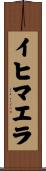 イヒマエラ Scroll