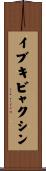 イブキビャクシン Scroll