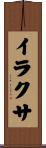 イラクサ Scroll