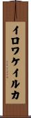 イロワケイルカ Scroll