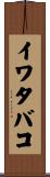 イワタバコ Scroll
