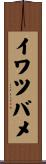 イワツバメ Scroll