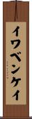 イワベンケイ Scroll