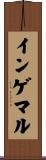 インゲマル Scroll