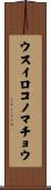 ウスイロコノマチョウ Scroll
