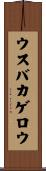 ウスバカゲロウ Scroll