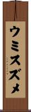 ウミスズメ Scroll