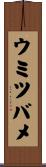 ウミツバメ Scroll