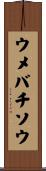 ウメバチソウ Scroll