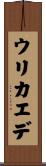 ウリカエデ Scroll