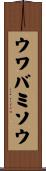 ウワバミソウ Scroll