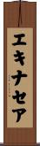 エキナセア Scroll