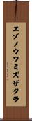 エゾノウワミズザクラ Scroll