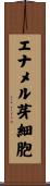 エナメル芽細胞 Scroll