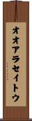 オオアラセイトウ Scroll
