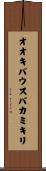 オオキバウスバカミキリ Scroll