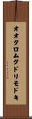 オオクロムクドリモドキ Scroll