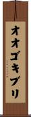 オオゴキブリ Scroll