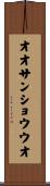 オオサンショウウオ Scroll