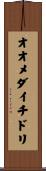 オオメダイチドリ Scroll
