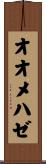 オオメハゼ Scroll