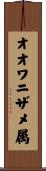 オオワニザメ属 Scroll