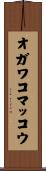 オガワコマッコウ Scroll