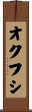 オクフシ Scroll