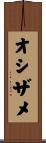 オシザメ Scroll
