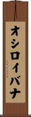 オシロイバナ Scroll