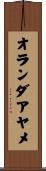 オランダアヤメ Scroll
