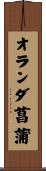オランダ菖蒲 Scroll