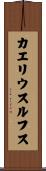 カエリウスルフス Scroll