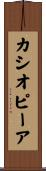 カシオピーア Scroll