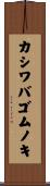 カシワバゴムノキ Scroll