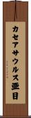 カセアサウルス亜目 Scroll