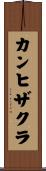 カンヒザクラ Scroll