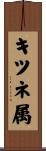 キツネ属 Scroll