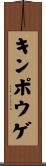 キンポウゲ Scroll