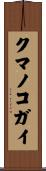 クマノコガイ Scroll