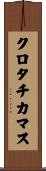 クロタチカマス Scroll
