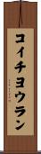 コイチヨウラン Scroll