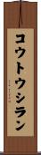 コウトウシラン Scroll