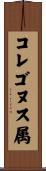 コレゴヌス属 Scroll