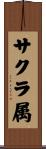 サクラ属 Scroll