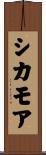 シカモア Scroll