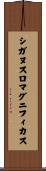 シガヌスロマグニフィカス Scroll
