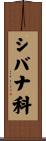 シバナ科 Scroll